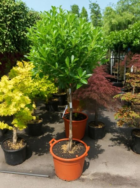 Viburnum tinus 'Eve Price' / Mittelmeer-Schneeball 'Eve Price' als Hochstamm, ca. 80 cm Stamm, Solitär im Topf C40