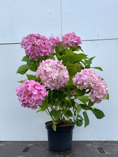 Bauern-Hortensie Hydrangea macrophylla 'Bouquet Rose', 40-60 cm C10, im Topf mit rosa Blütenbällen und grünem Laub.