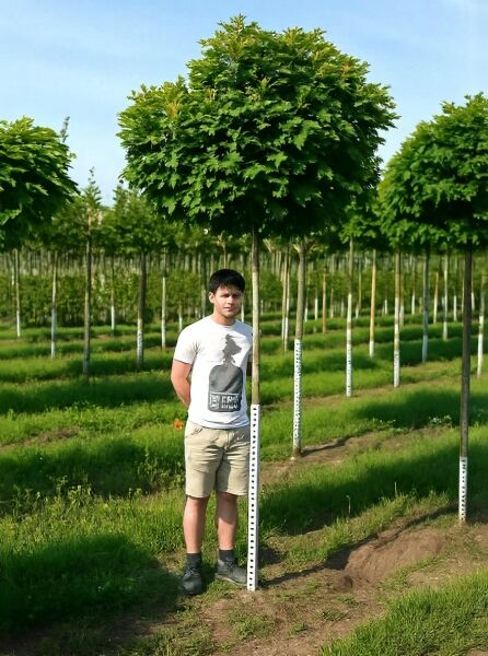 Quercus palustris 'Green Dwarf' (Kugelsumpfeiche) Hochstamm ca. 200 cm, Stammumfang 14–16 cm, mit dichtem Kronenaufbau.