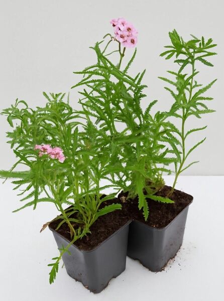 Achillea sibirica var. camtschatica 'Love Parade' / Sibirische Silbergarbe 'Love Parade' P9, grüne Staude im Topf mit rosa Blüten.