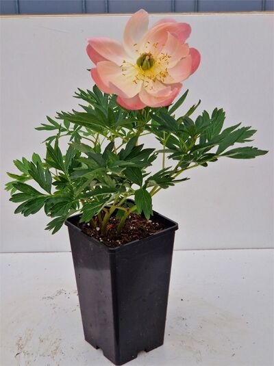Paeonia lactiflora 'Pink Hawaiian Coral' / Chinesische Pfingstrose 'Pink Hawaiian Coral' C3 im Topf mit rosa Blüte und grünem Laub