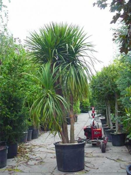 Cordyline australis / Keulenlilie