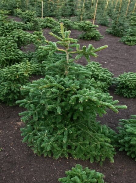 Blaugraue Algiertanne (Abies numidica 'Glauca') 100-125 cm m. B., junger Nadelbaum mit blaugrünen Nadeln und aufrechtem Wuchs.