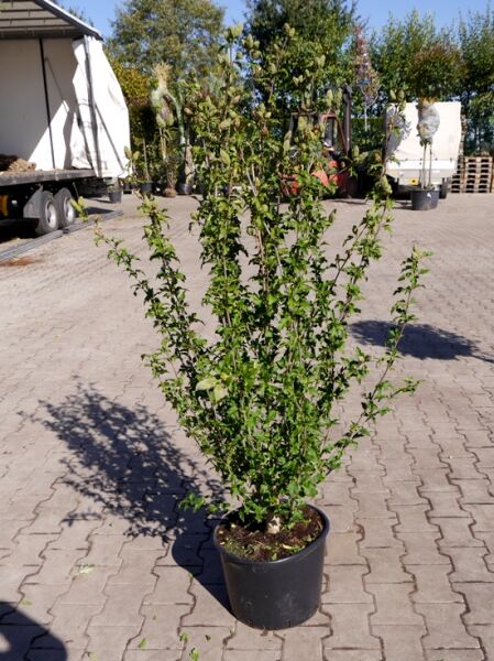 Garten-Eibisch 'China Chiffon' / Garten-Eibisch 'China Chiffon'