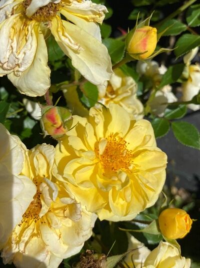 Bodendeckerrose Rosa 'Bienenweide ® Gelb' mit gelben, halbgefüllten Blüten und Knospen, grünes Laub sichtbar.