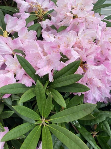 Rhododendron 'Silber' / Rhododendron makinoi 'Silber'