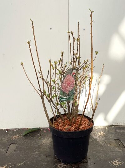 Azalea viscosa 'Ribbon Candy' / Laubabwerfende Azalee 'Ribbon Candy' 40-50 cm C5 im Topf, verzweigter Strauch mit Knospen