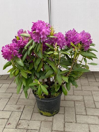 Rhododendron 'Azurro' - Rhododendron Hybride 'Azurro'