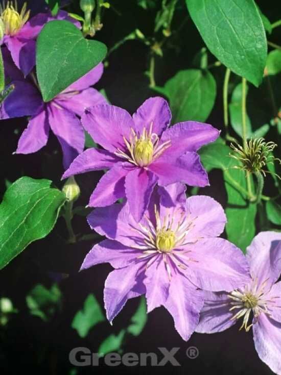 Waldrebe 'Justa' / Clematis 'Justa' kaufen