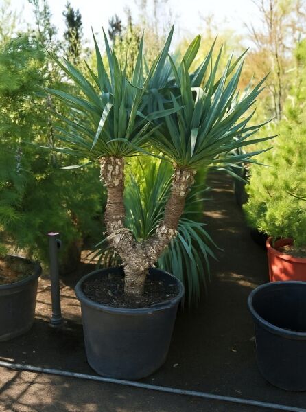 Yucca gloriosa (Kerzen-Palmlilie/Spanischer Dolch) 120-140 cm C90, mehrstämmige Pflanze im Topf mit schmalen Blättern