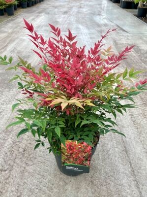 Heiliger Bambus / Himmelsbambus 'Obsessed' - Nandina domestica 'Obsessed'