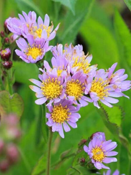Tataren-Aster 'Jindai' / Aster tataricus 'Jindai'