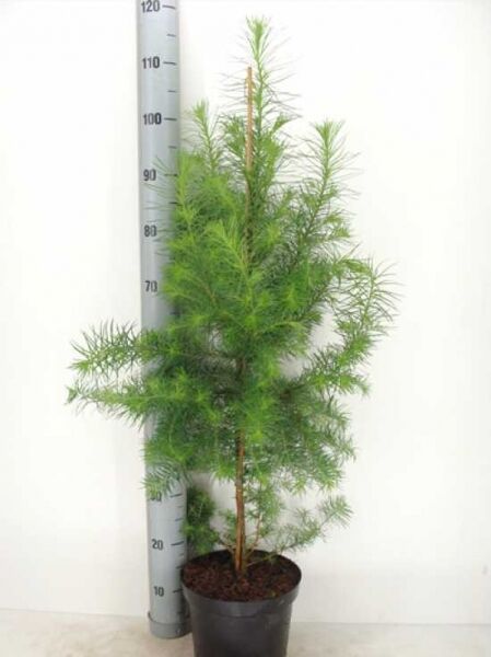 Larix kaempferi / Japanische Lärche 80-100 cm C5, junge Pflanze im Topf mit aufrechtem Stamm und feinen grünen Nadeln