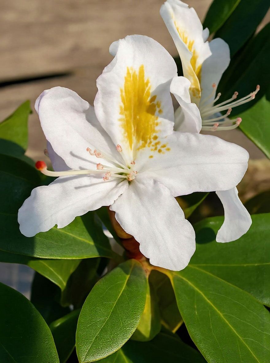 Rhododendron 'Madame Masson' - Rhododendron Hybride 'Madame Masson'