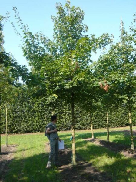 Silber-Ahorn (Acer saccharinum) Hochstamm 25-30 StU mit Drahtballen, Baum mit Stamm und grünem Laub im Feldbestand.