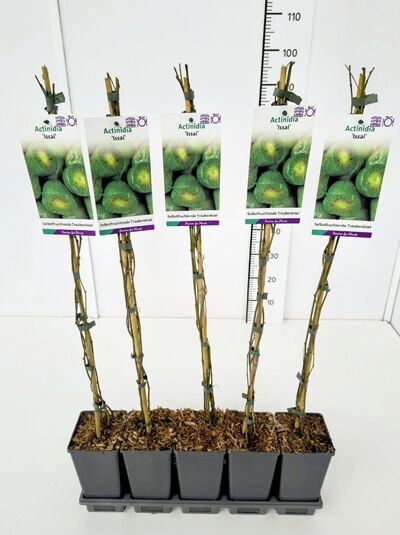 Kiwi 'Issai' - Actinidia arguta 'Issai'