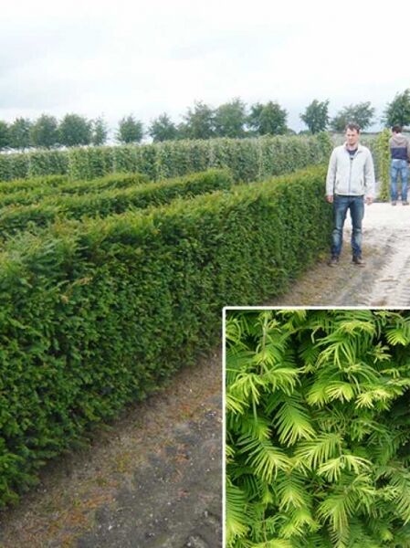 Taxus baccata (Eibe) Fertighecke Heckenelement 120 cm, dichter grüner Heckenstreifen im Feld, Detailaufnahme der Nadeln