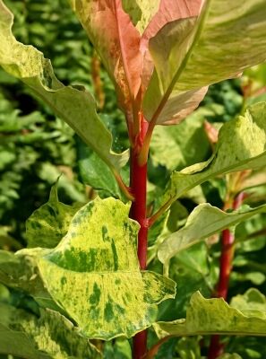 Glanzmispel 'Pink Crispy' - Photinia serratifolia 'Pink Crispy '
