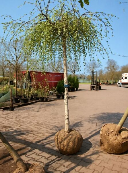 Trauer-Birke 'Youngii' (Betula pendula 'Youngii') 225 cm, Stamm 16-18 StU, mit Drahtballen, hängende Krone mit Laub