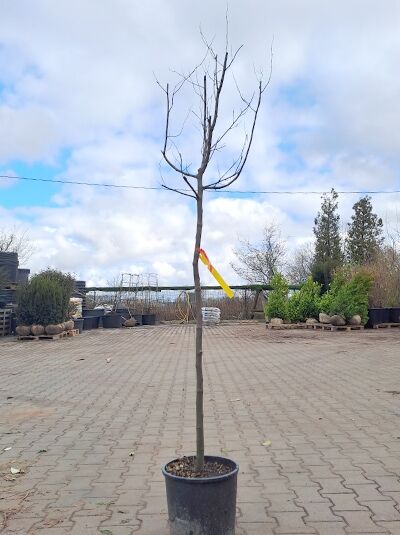 Portugiesische Birnen-Quitte 'Portugal' (Cydonia oblonga) Halbstamm, laubloser Baum im 20-Liter-Container (C20) mit Stützstab.