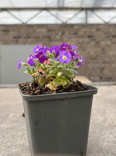 Blaukissen 'Cascade Purple' - Aubrieta 'Cascade Purple'