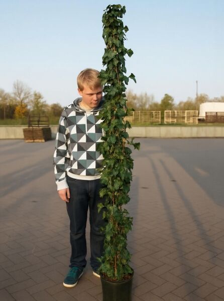 Irischer Efeu (Hedera hibernica / Hedera helix 'Hibernica') 200-250 cm, im C10-Topf an Stab hochgezogen.