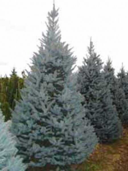 Blaue Stech-Fichte 'Fat Albert' / Picea pungens 'Fat Albert'