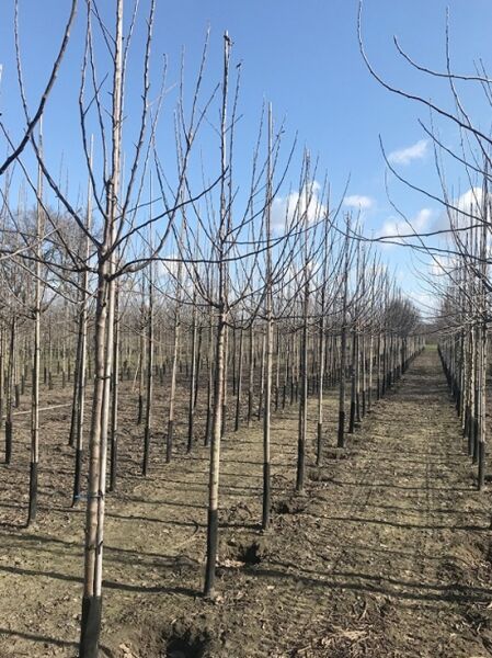 Malus domestica 'Ecolette' / Apfel 'Ecolette' Hochstamm 14-16 StU, laubfreier Obstbaum mit geradem Stamm und Krone im Feld