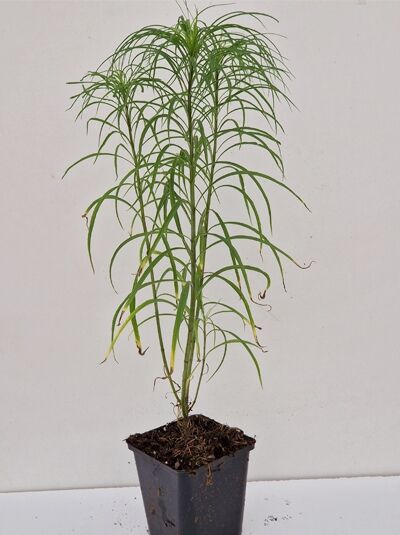 Weidenblättrige Sonnenblume (Helianthus salicifolius) P9 im Topf, aufrechter Wuchs mit langen, schmalen grünen Blättern.