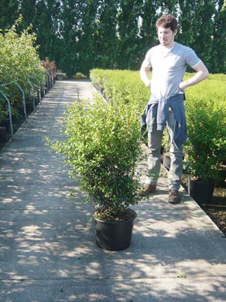 Osmanthus burkwoodii (Frühlings-Duftblüte) im Topf, 80–100 cm, Container C20, immergrüner Strauch mit dichtem Laub.