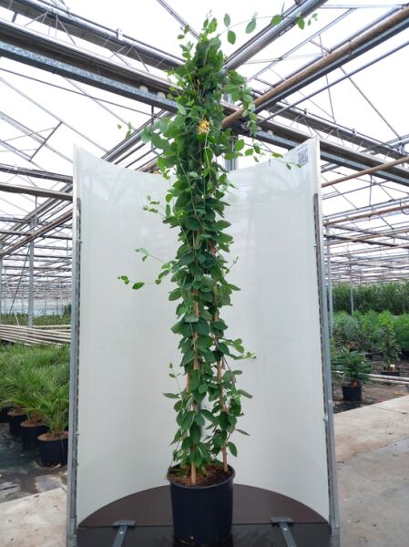 Lonicera heckrottii 'American Beauty' / Geißschlinge 'American Beauty' / Feuer-Geißschlinge 200-250 cm C20, Kletterpflanze am Stab im Topf