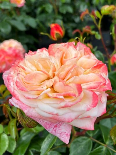 Edelrose 'Concorde' ® / Edelrose 'Concorde' ®