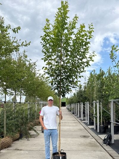 Acer negundo (Eschen-Ahorn) Hochstamm 12-14 StU im Container, schlanker Stamm mit grünen, gefiederten Blättern.