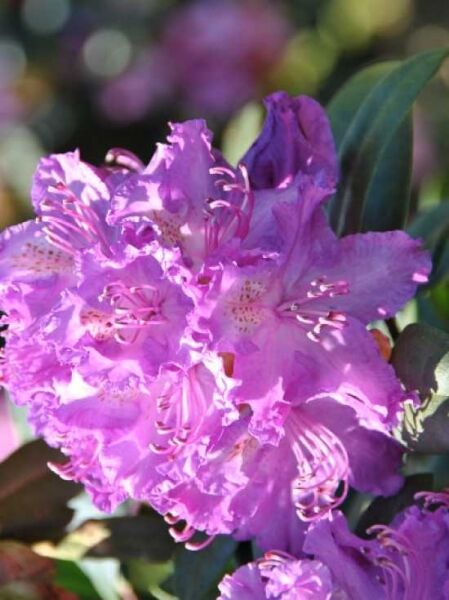 Rhododendron 'Alfred' / Rhododendron Hybride 'Alfred'