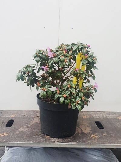 Rhododendron 'Praecox' / Rhododendron 'Praecox' 30-40 cm C4, kompakter Strauch im Topf mit rosa Blüten und Knospen