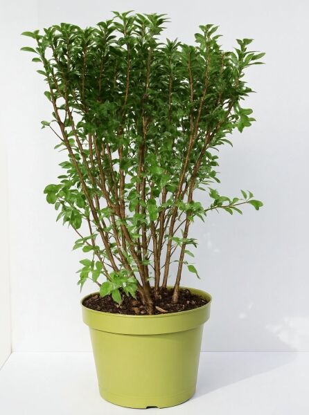 Laubabwerfende Azalee Azalea luteum 'Viscosum' (Knap-Hill), 30-40 cm, im C4-Topf, buschiger Strauch mit grünen Blättern.