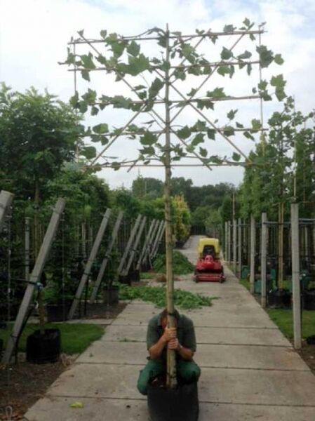 Platanus acerifolia / Spalier-Platane „Hochstamm-Spalier“ als Hochstamm im Container, Stamm mit Spalierkrone am Gestell.