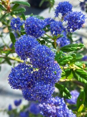 Sckelblume / Ceanothus gnstig in Top-Baumschulqualitt kaufen