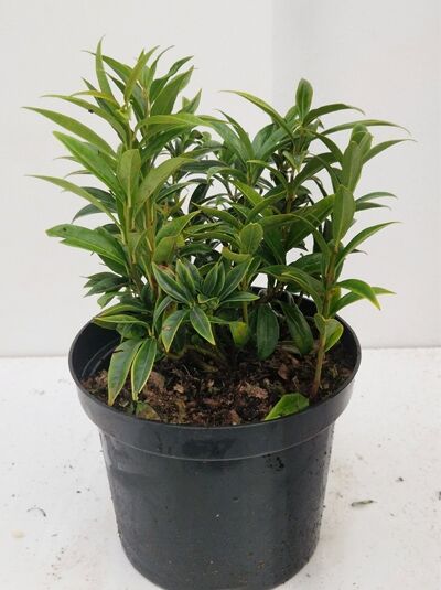 Sarcococca hookeriana humilis, Himalaya-Schleimbeere/Fleischbeere, 20-25 cm C2, immergrüner Strauch im Topf mit Laubtrieb