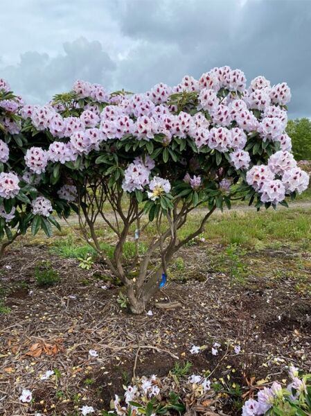Rhododendron Hybride 'Marsalla' (Rhododendron 'Marsalla')
