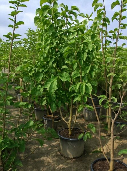 Magnolia 'Sunsation' / Magnolie 'Sunsation' 200-250 cm C50 im Container, mehrstämmiger Strauch mit grünem Laub