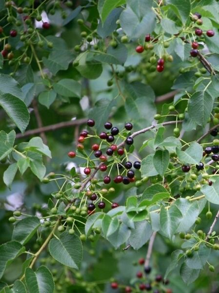 Steinweichsel / Weichselkirsche / Felsenkirsche / Prunus mahaleb