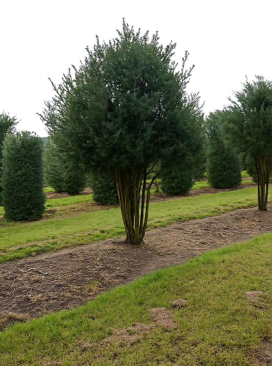 Heimische Eibe - Taxus baccata mehrstmmig - Baumschule NewGarden