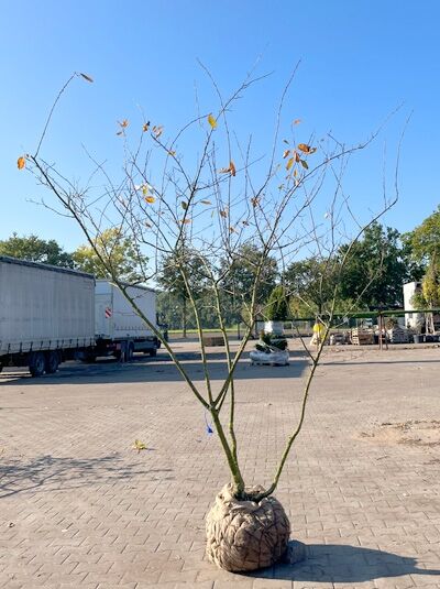 Kupfer-Felsenbirne 200 - 250 cm Schirmform / Amelanchier lamarckii (1577362)