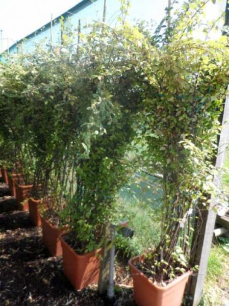 Franchets Zwergmispel / Franchets Zwergmispel