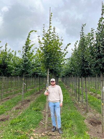 Tilia platyphyllos / Sommer-Linde Hochstamm 12-14 StU mit Drahtballen, junger Baum mit aufrechter Krone im Feldbestand.