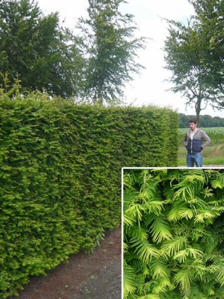 Eibe / Heimische Eibe / Fertighecke / Heckenelement 200 cm / Taxus baccata