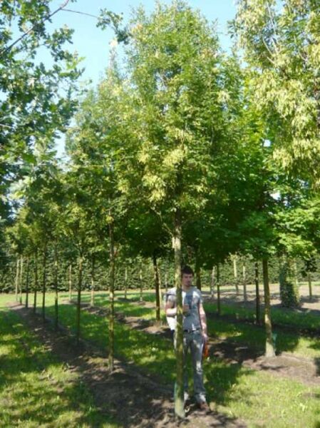 Fraxinus ornus 'Obelisk' / 'Paus Johannes-Paulus II' / Blumen-Esche 'Obelisk' / Manna-Esche 'Obelisk'