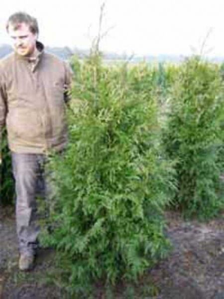 Thuja plicata 'Atrovirens' / Riesen-Lebensbaum 'Atrovirens' 160-180 cm mit Ballen, aufrecht wachsender Nadelbaum mit grünem Laub