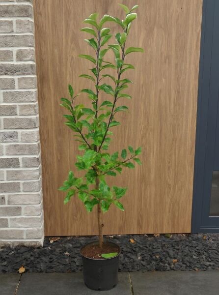 Malus domestica 'Discovery' / Apfel 'Discovery', 100-125 cm C5, junger Apfelbaum im Topf mit grünem Laub und aufrechtem Wuchs